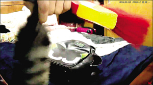 愛貓受傷女主人安裝監控“抓”兇手貓咪猝亡 原來是被男室友虐打致死 監控系統 監控新聞  第2張